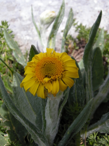 Senecio scopolii / Senecione illirico